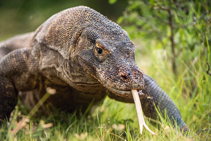 Java, Bali, Flores y Komodo: volcanes, ritos y dragones
